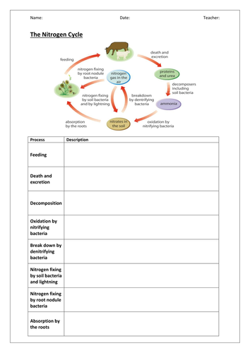 Nitrogen Cycle by homedder - Teaching Resources - Tes