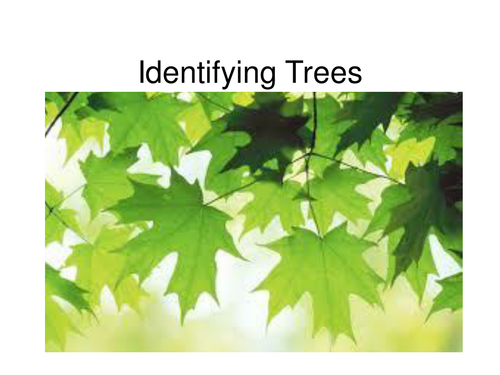 Year 1 Science Identifying Common Trees by jackysid - Teaching