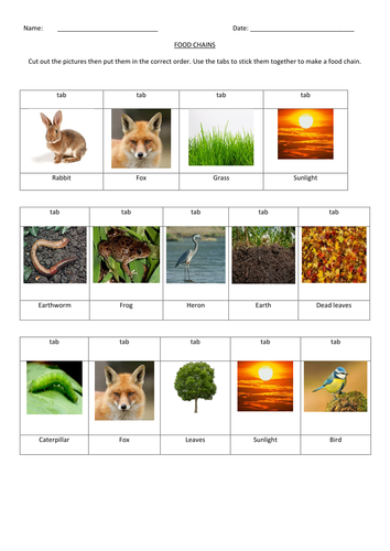 Food Chains CUT AND STICK by markallder - Teaching Resources - Tes