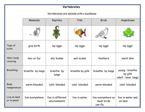 Main features of vertebrate groups by mnsh2012 - Teaching Resources - Tes