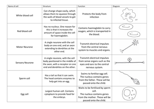 Specialised Cells Card sort by tlandsberg - Teaching Resources - Tes