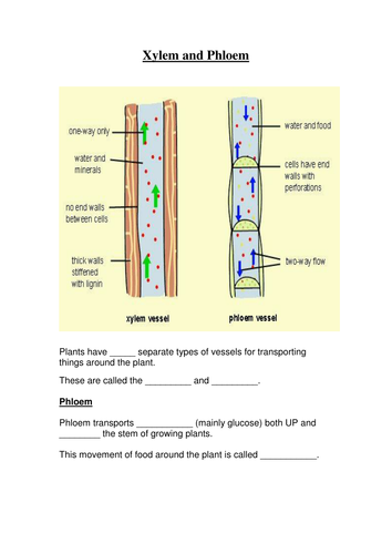 GCSE Revision resources - worksheets for xylem, phloem, water movement