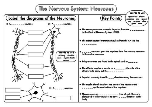 GCSE Revision Nervous System: Neurones worksheet by beckystoke