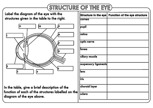 GCSE Nervous System: The Eye by beckystoke - Teaching ... label the eye diagram answers 