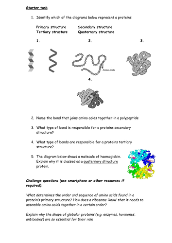 Protein structure worksheet by cmrcarr - Teaching Resources - Tes