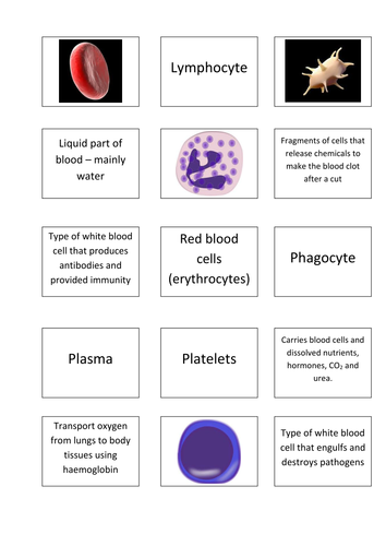 Components of blood sort cards by karblaster - Teaching Resources - TES