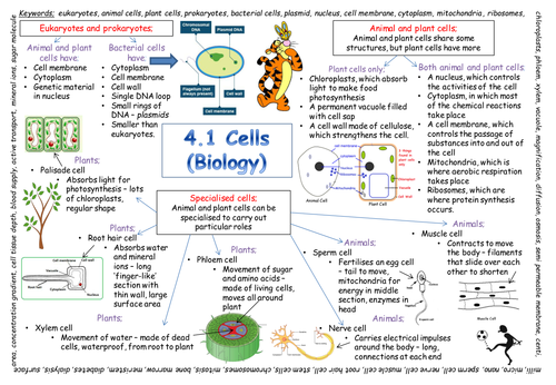 Gcse Biology Revision Flashcards Cell Structure And T 0163