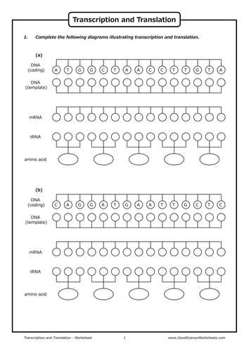 Worksheets Transcription And Translation Worksheet Key transcription and translation by goodscienceworksheets teaching resources tes