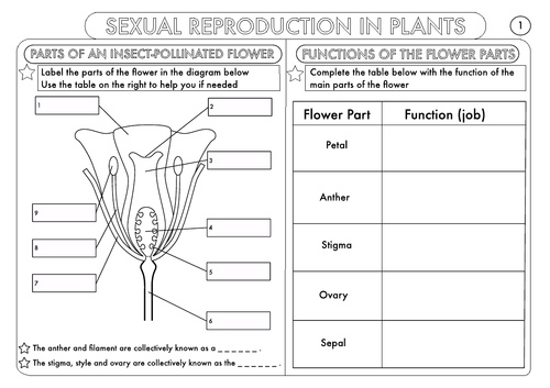 Plant Reproduction Worksheet Pack by beckystoke - Teaching Resources - Tes