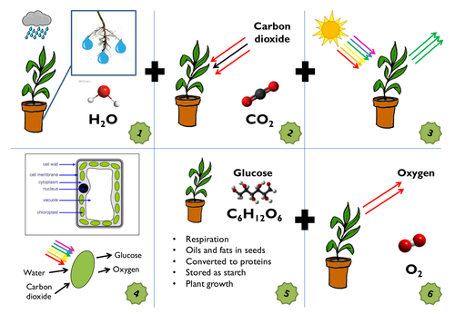 Photosynthesis KS3/KS4 Low Ability Storyboard Complete ... kindergarten worksheet animals diagram 
