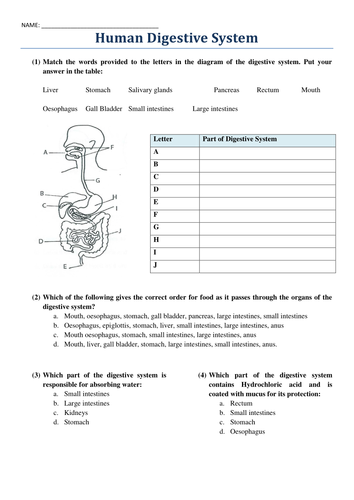 The Human Digestive System Worksheet by harvey1993 - Teaching Resources