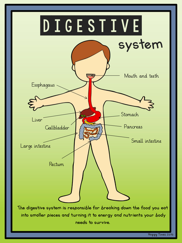 DIGESTIVE SYSTEM DIAGRAM Poster and activity by hoppytimes - Teaching
