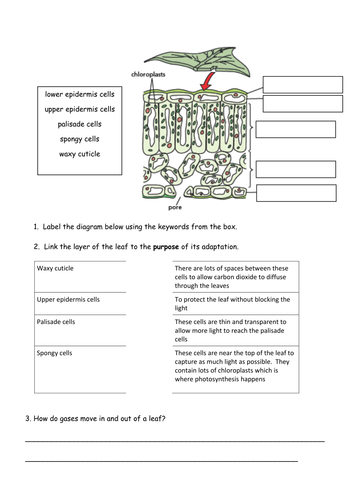 Structure of a leaf worksheet by alexpce - Teaching ... layers of a leaf diagram 