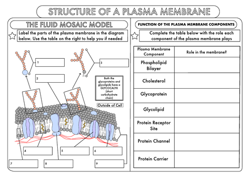Worksheets Plasma Membrane Worksheet a level biology cell membrane structure by beckystoke teaching resources tes