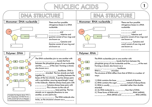 A Level Biology Worksheet Pack on DNA and Protein Synthesis by