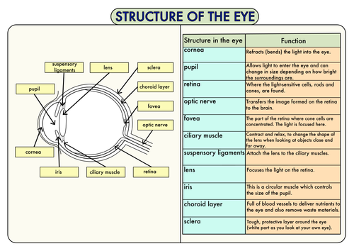 Colour Poster on the Structure of the Eye by beckystoke ...