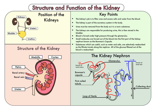 Colour Poster On The Structure And Function Of The Kidney By Beckystoke 