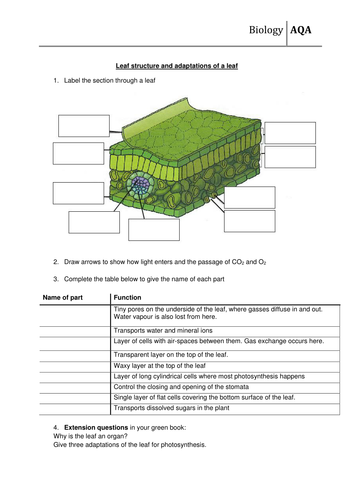 Leaf structure and function worksheet new AQA by scienefun - Teaching