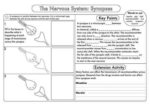 gcse-synapse-worksheet-by-beckystoke-teaching-resources-tes