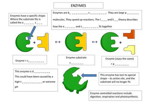 Enzyme Annotation Worksheet by aaron_chandler  Teaching Resources  Tes