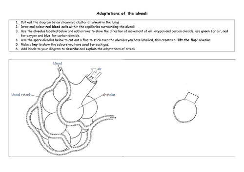 'Lift the flap' - Adaptations of Alveoli by MBayley77 ... labeled diagram of alveoli 