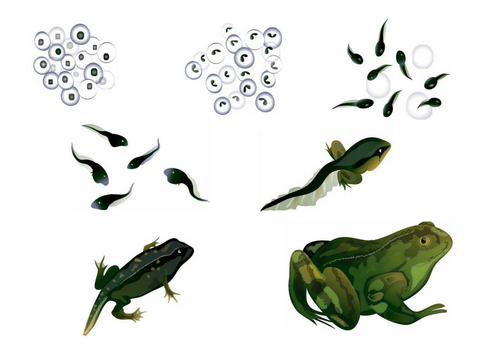 FROG LIFE CYCLE PICTURES by cal22 - Teaching Resources - Tes