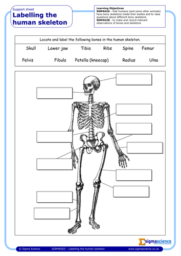Primary homework help skeletons