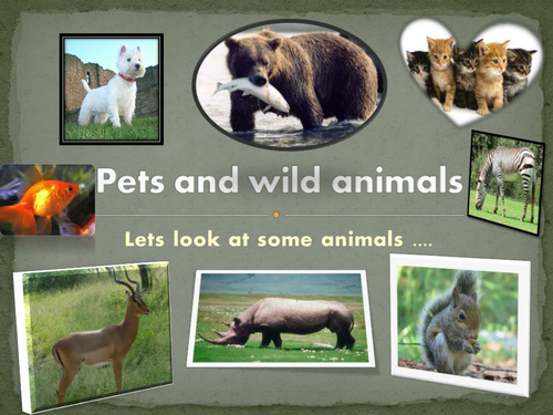 Pets and Wild Animals by ronanbreathnach - Teaching Resources - Tes