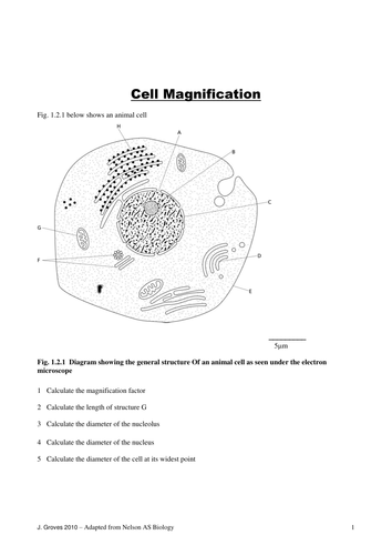 Calculation of cell magnification (OCR AS) by elevateeducation.co.uk