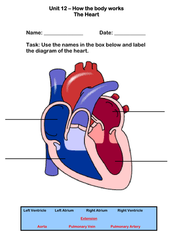 The Human Heart Worksheet by robbirdy84 - Teaching Resources - Tes