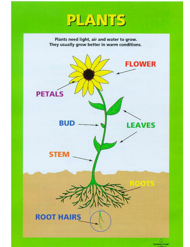 parts-of-a-plant-by-spl5fm-teaching-resources-tes