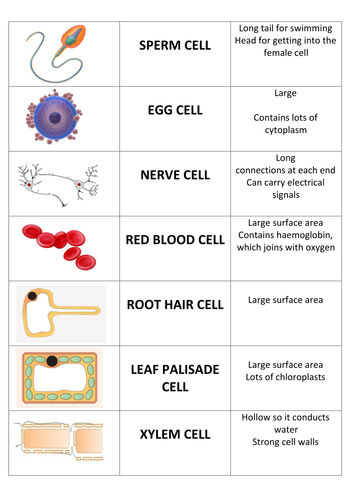 Specialised Cells Card Sort (DART) by taylor7272 - Teaching Resources - Tes