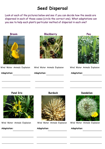 Activity sheets on seed dispersal by fairykitty - Teaching Resources - Tes