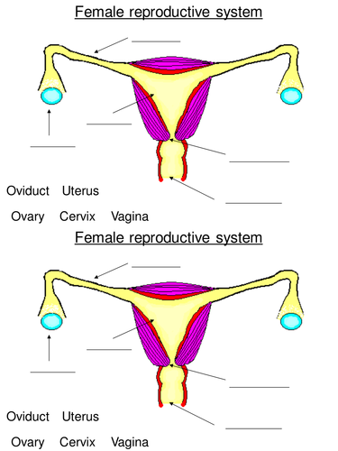 Ks3 Reproduction The Female Reproductive System By Labsalom 2711