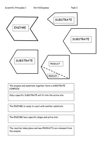 Worksheets Enzyme Activity Worksheet activity worksheet delibertad enzyme delibertad