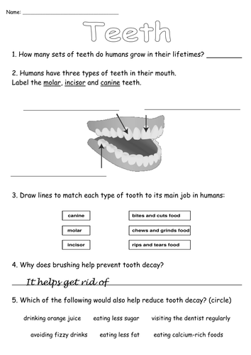 Teeth Worksheet by Simon_H - Teaching Resources - Tes