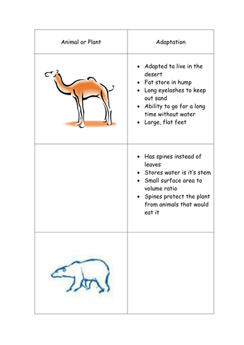 Adaptation Worksheet by funforester - Teaching Resources - Tes