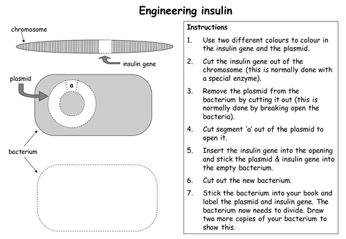 Engineering insulin worksheet by rebs_langdon - Teaching Resources - Tes