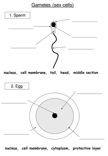 Sex Cells Structure By Rebslangdon Teaching Resources Tes