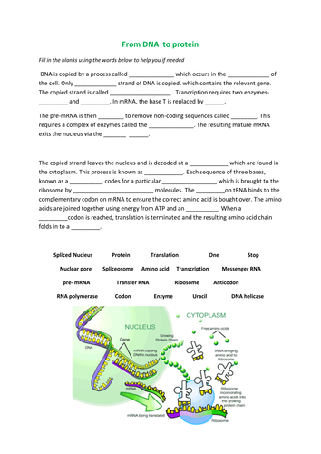 DNA to protein worksheet by scienefun - Teaching Resources - Tes