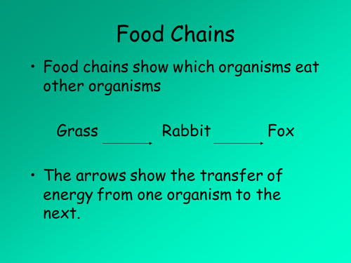 Food Chain and Food Web by andrewbaker88 - Teaching Resources - Tes