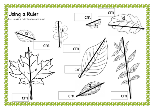Drawing Lines Using A Ruler Ks1 : Measuring leaves by renosparks teaching resources tes