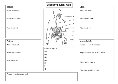 Worksheets Enzyme Worksheet digestive enzyme worksheet by spinkydoodle teaching resources tes