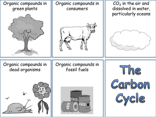 Carbon cycle card sort by whitney77 - Teaching Resources - Tes