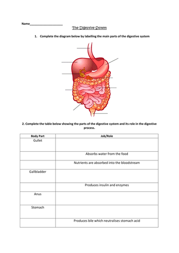 Digestive System - worksheet by clairemcdowall - Teaching Resources - Tes