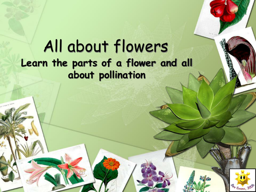 Plants: Flowers and Pollination PowerPoint by bevevans22 - Teaching