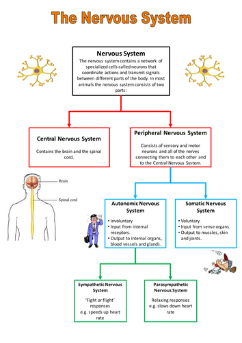 Nervous system - factsheet by neanderthalchick - Teaching Resources - Tes