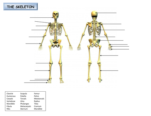 Label the skeleton by djladyk - Teaching Resources - Tes
