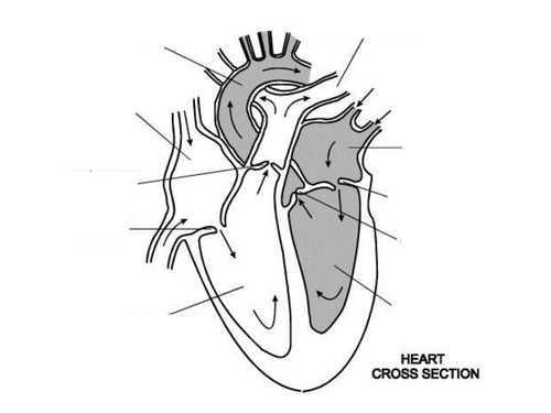 Human Heart by benji5626 - Teaching Resources - Tes