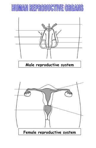 Reproductive organs by blazer - Teaching Resources - Tes